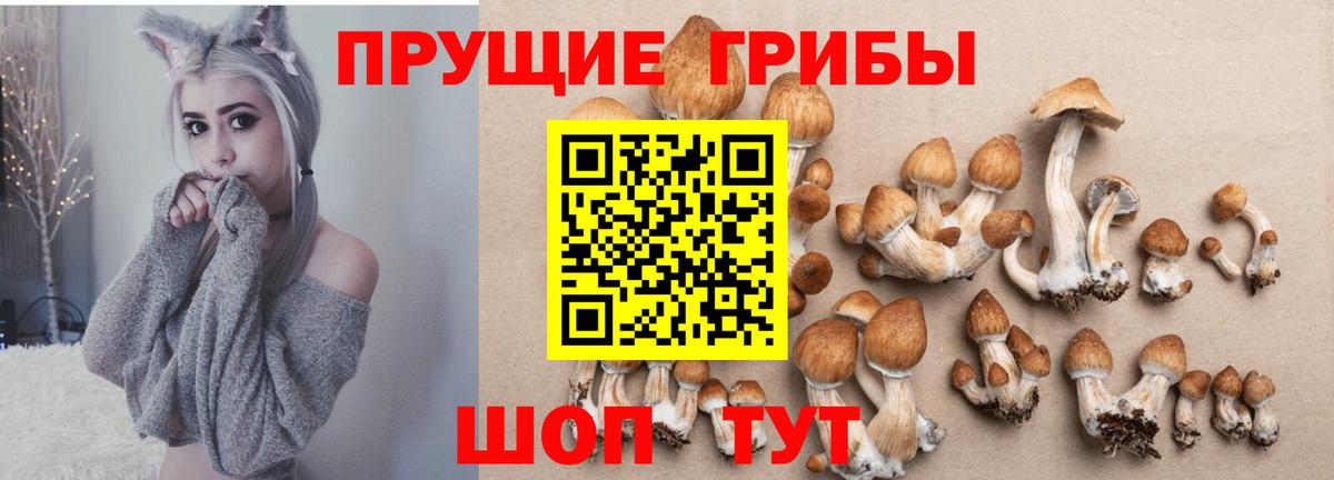 Псилоцибиновые грибы GOLDEN TEACHER  Вход с VPN  Лыткарино  Галлюциногенные грибы Psilocybe 